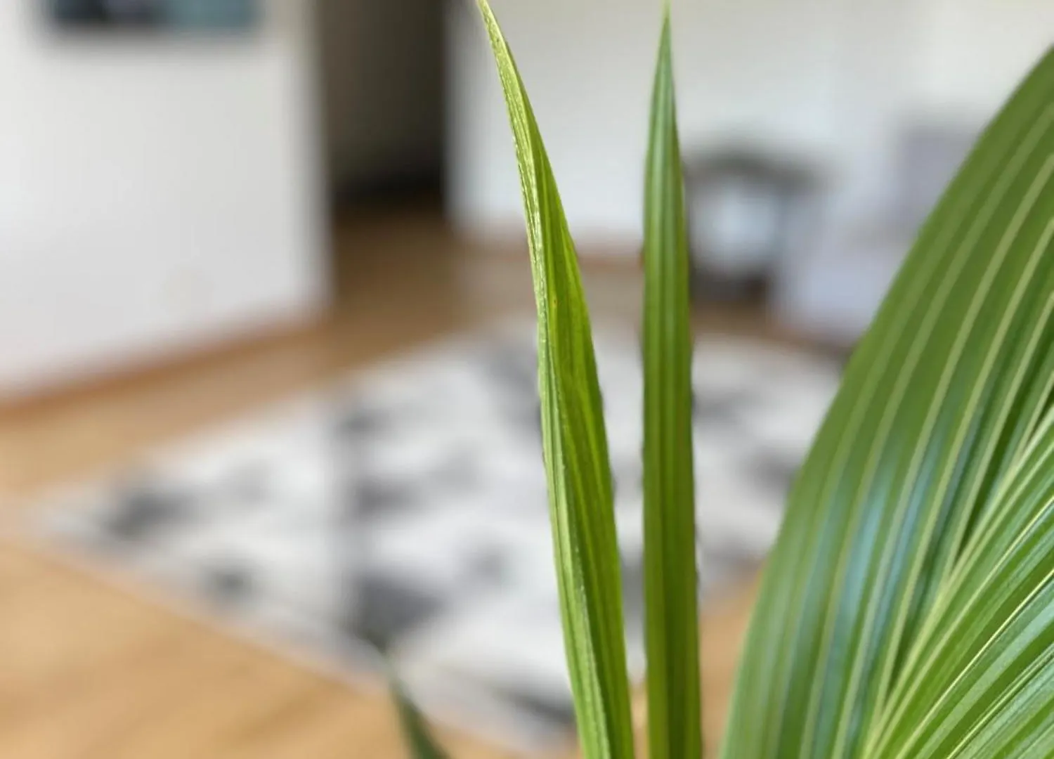 Apartament Sloneczny Sopot Lokietka